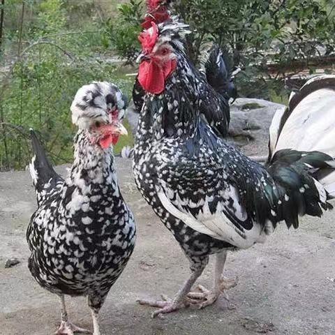 广东贵妃鸡孵场·出壳活体贵妃鸡苗·贵妃鸡种苗全国发货量大包邮