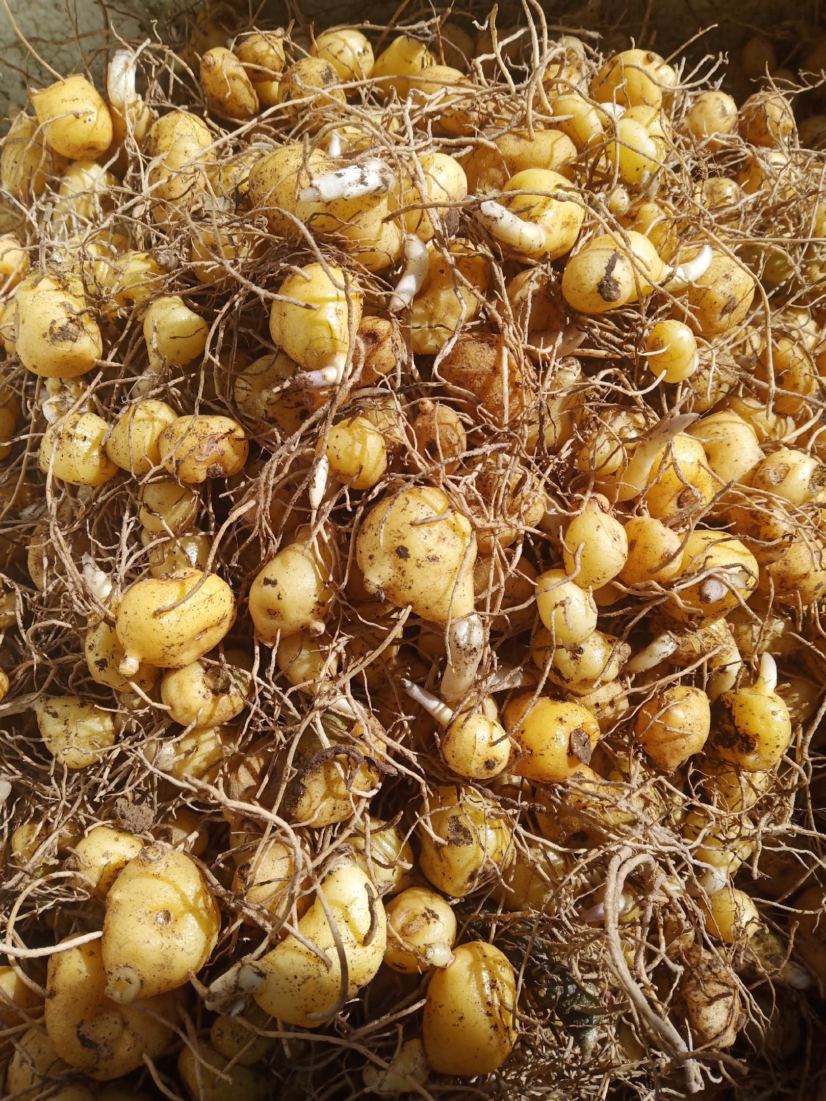 黄精苗 四川姜型多花甜黄精苗 鸡头黄精种苗 滇黄精苗