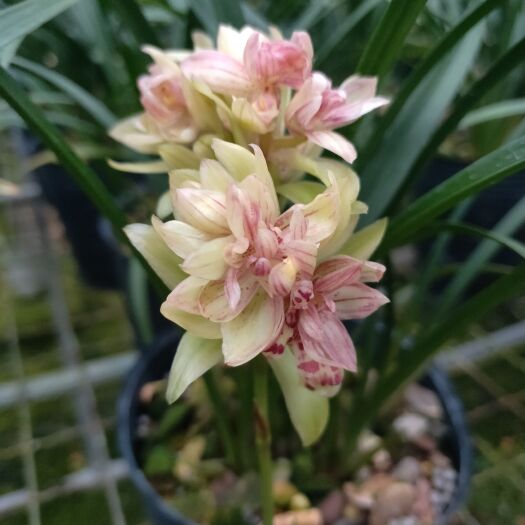 南靖县兰花苗建兰富山奇蝶浓香型绿植花卉