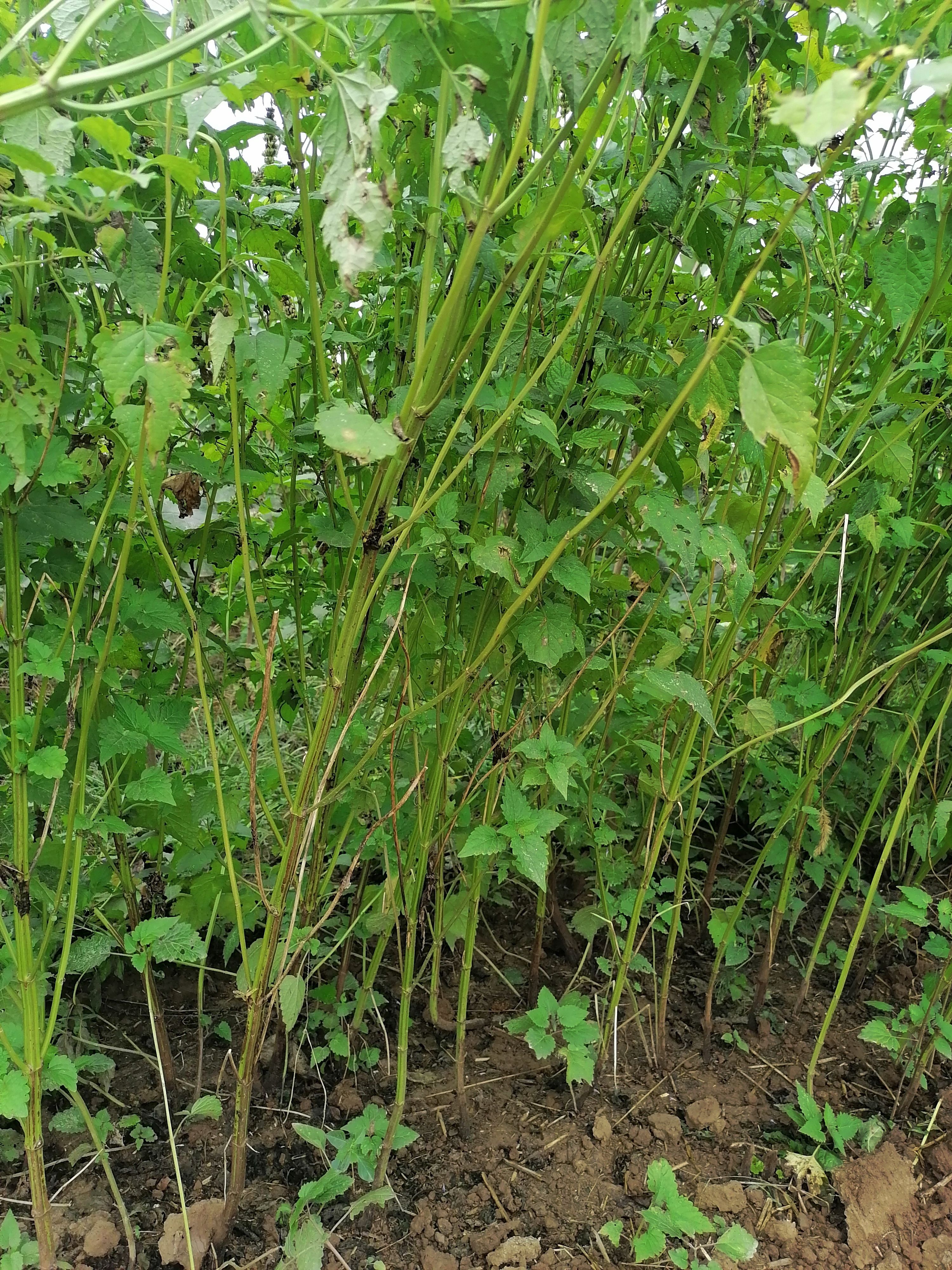  中药材 藿香 广藿香