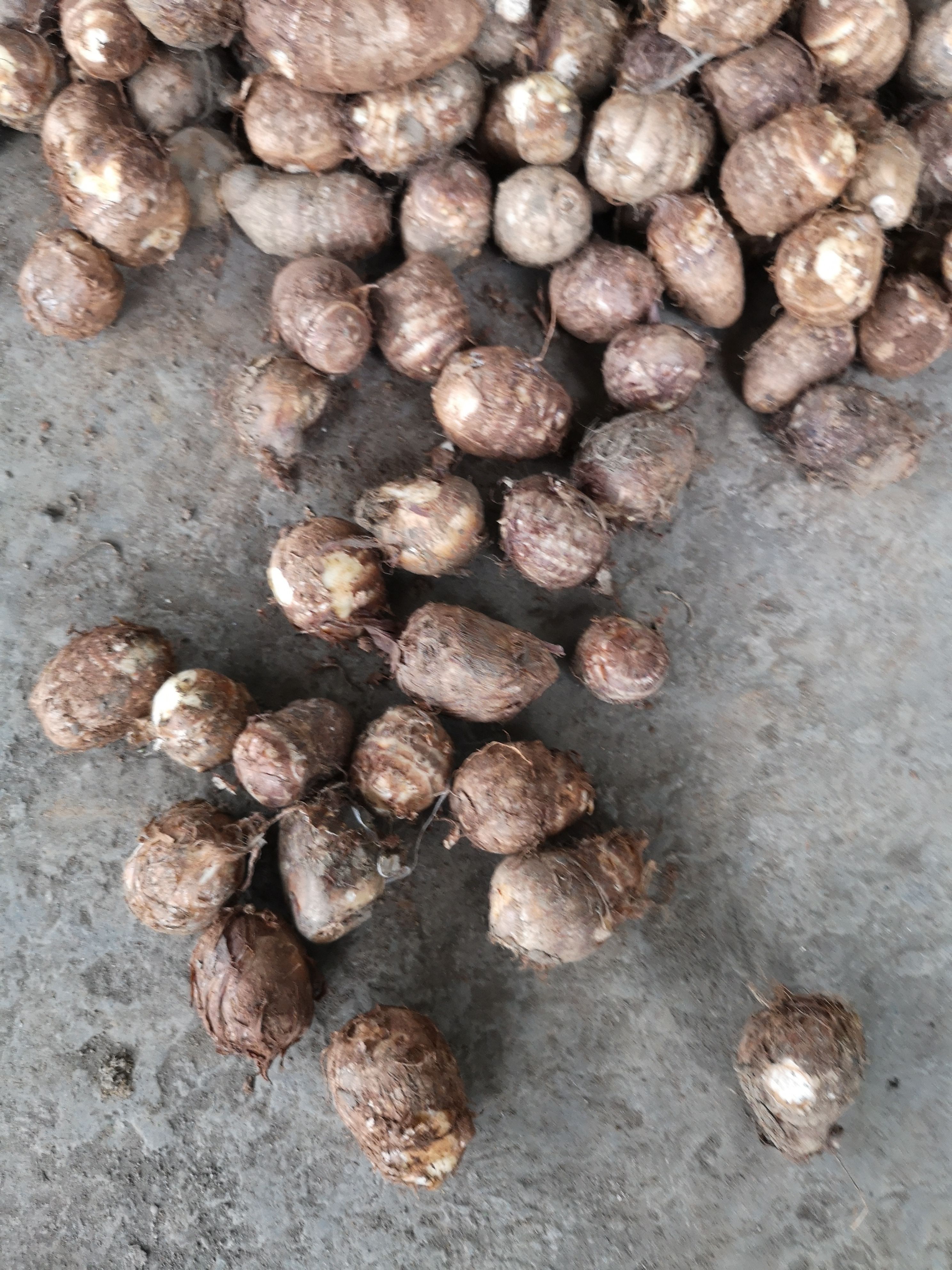 毛芋头  深山万亩乌芋头成熟开挖，量大的老板联系。