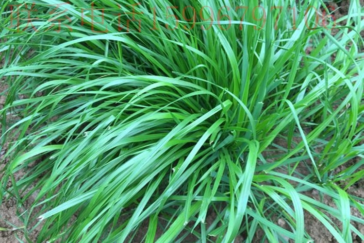 黑麦草宽叶牧草包邮