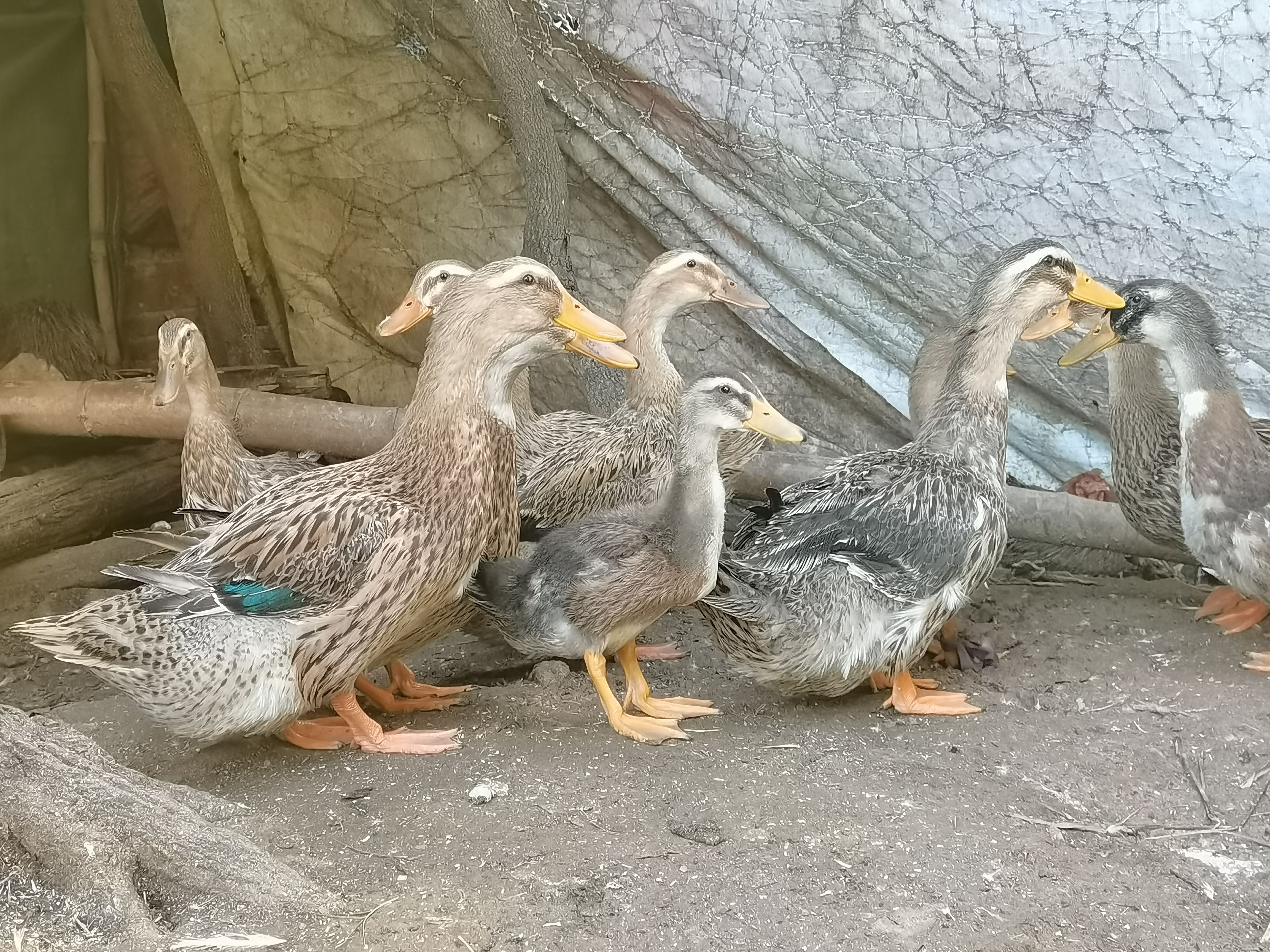 坚决做诚信的土鸭