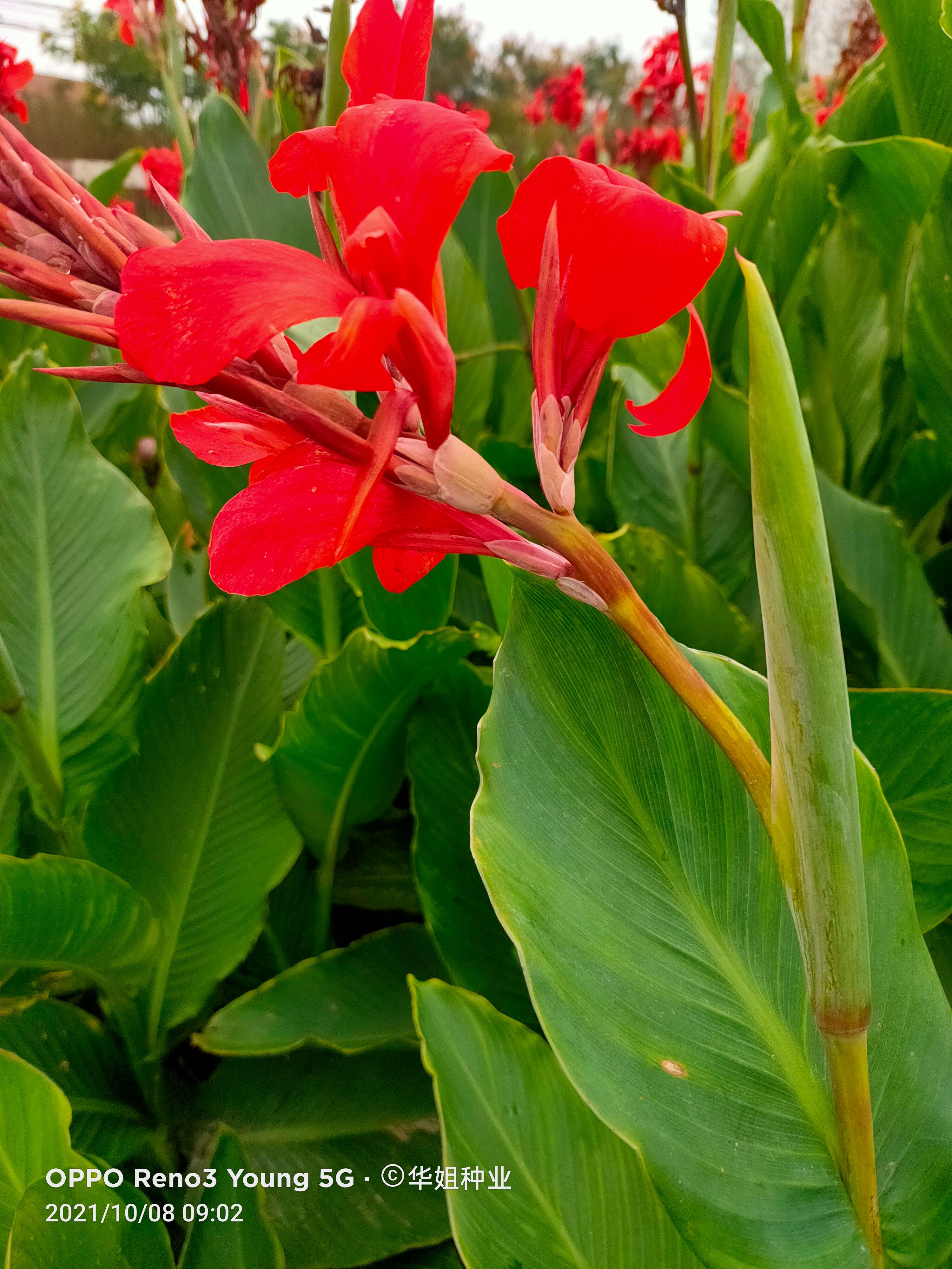 美人蕉种球，多年生美人蕉花观赏，品种多，基地直发，量大优惠