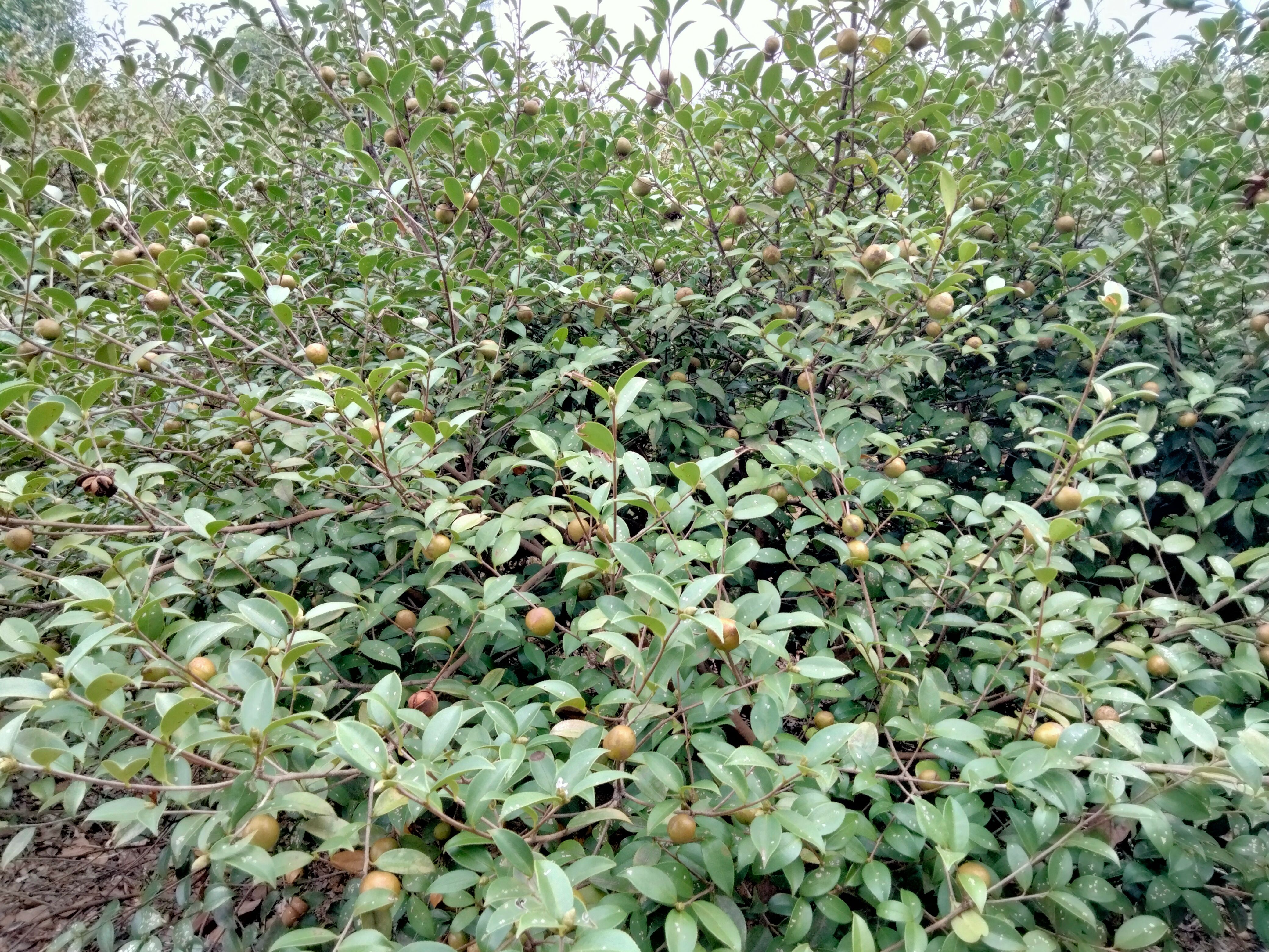 茶叶籽  油茶果收市中