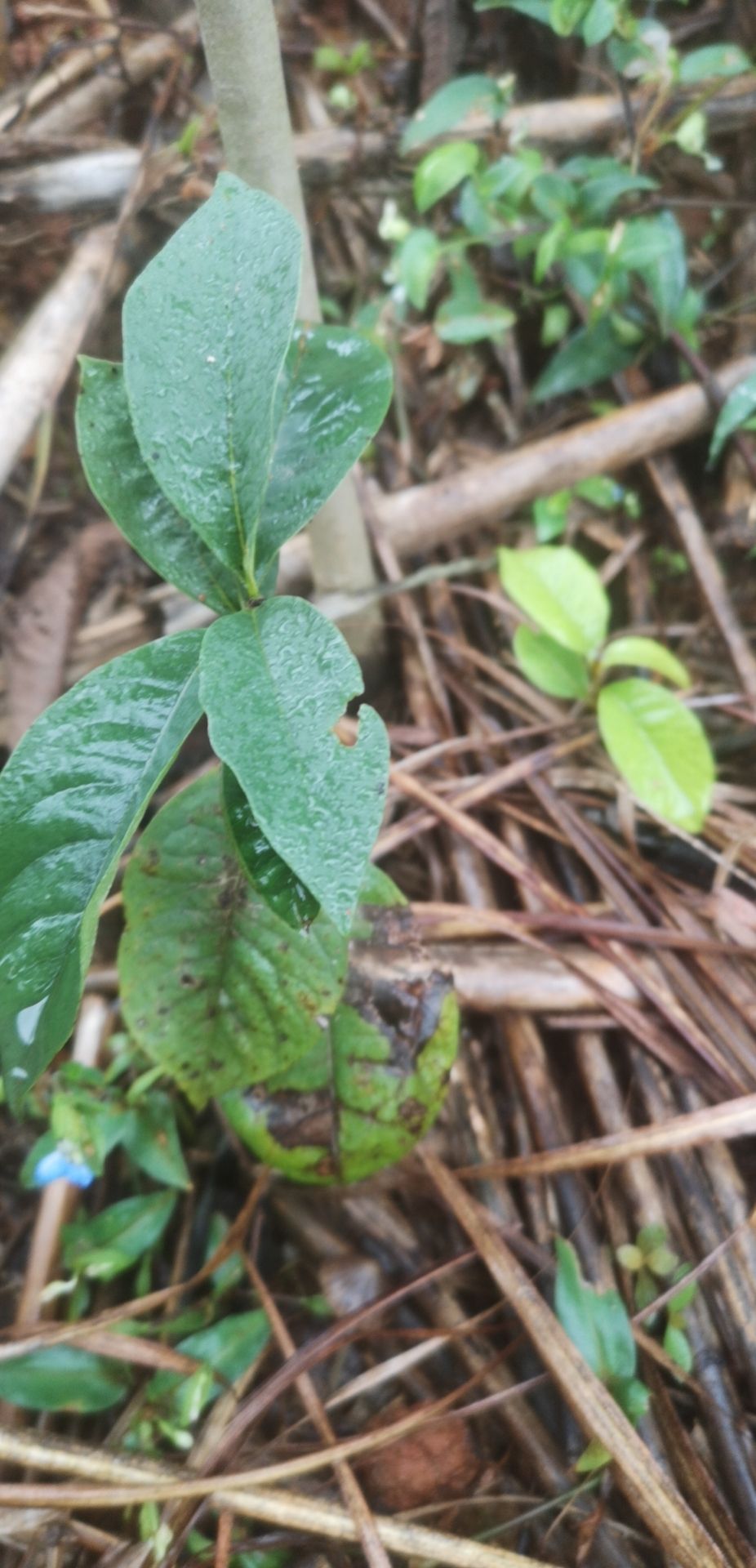 牛油果苗 供应美国泡泡果纯正苗木销售