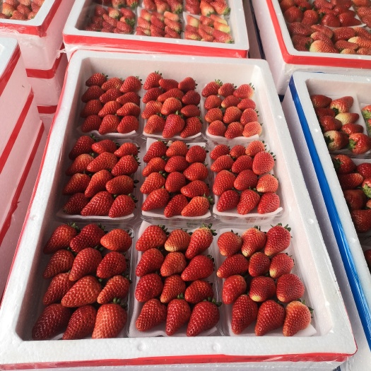 徐州宁玉草莓  奶油草莓 货源充足 支持各种包装产地代办诚招全国