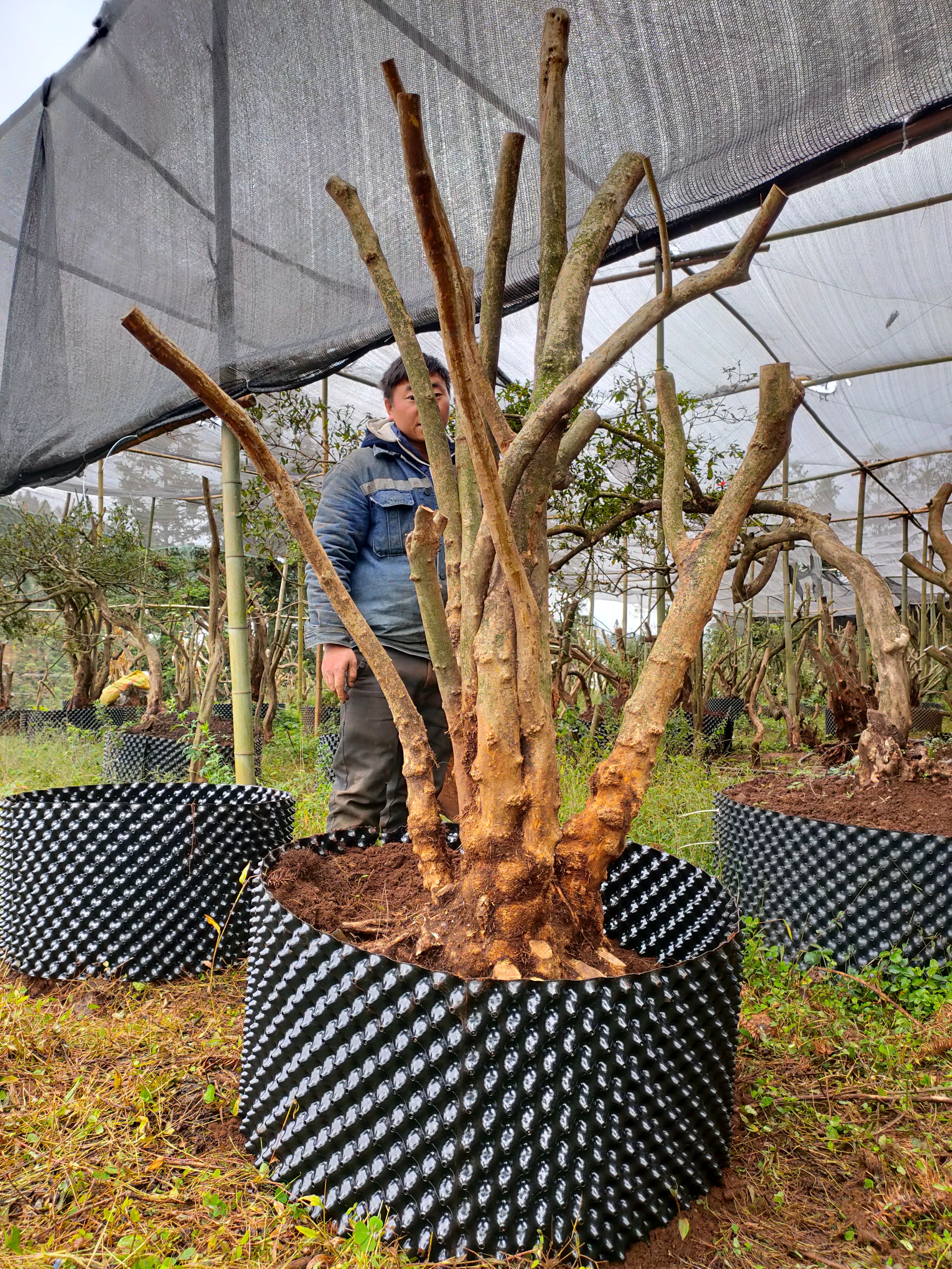 高山杜鹃 3~3.5米 20公分以上 18~20公分 1米以下 裸根发货 