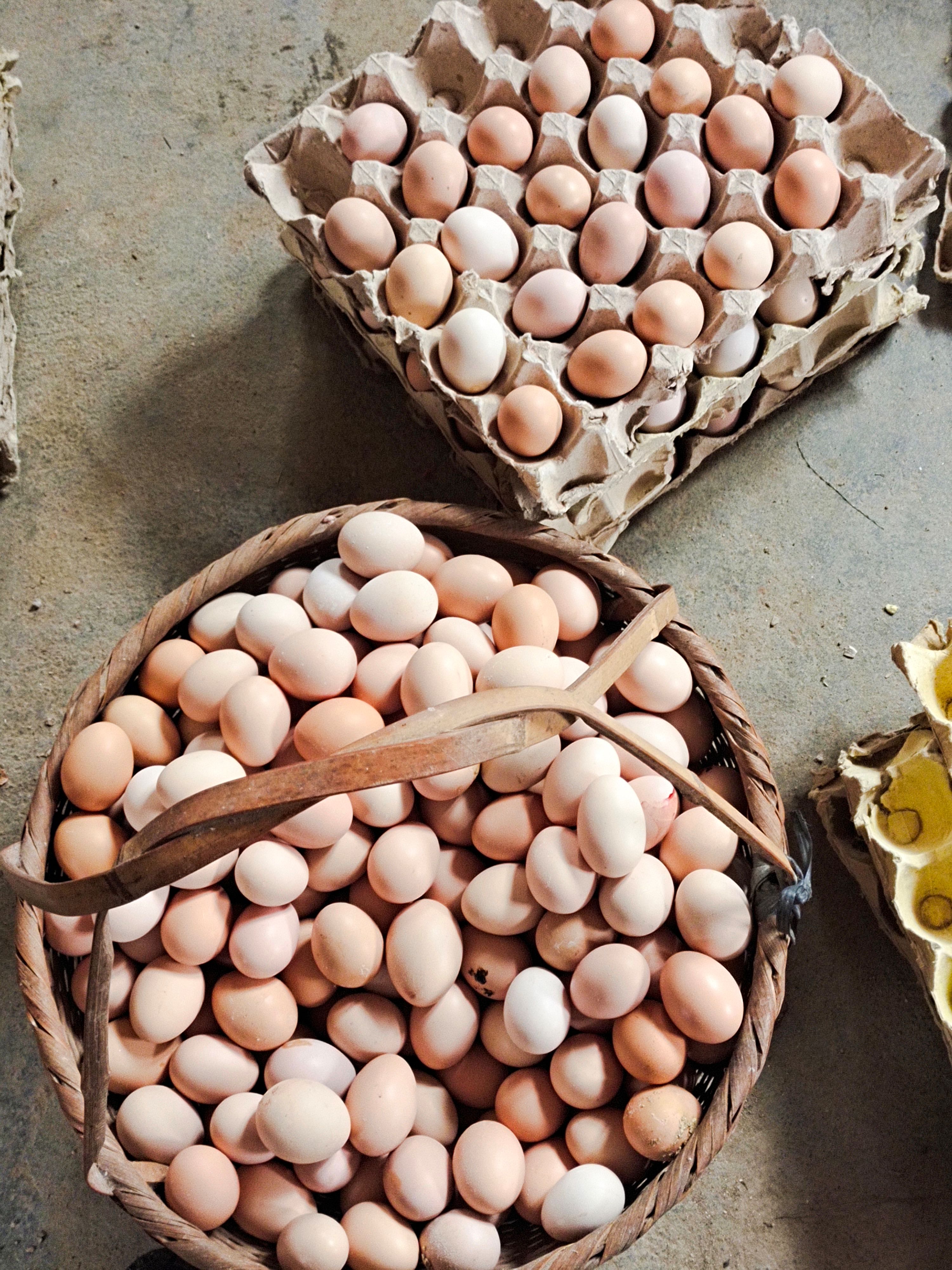 种蛋，初生蛋营养丰富。