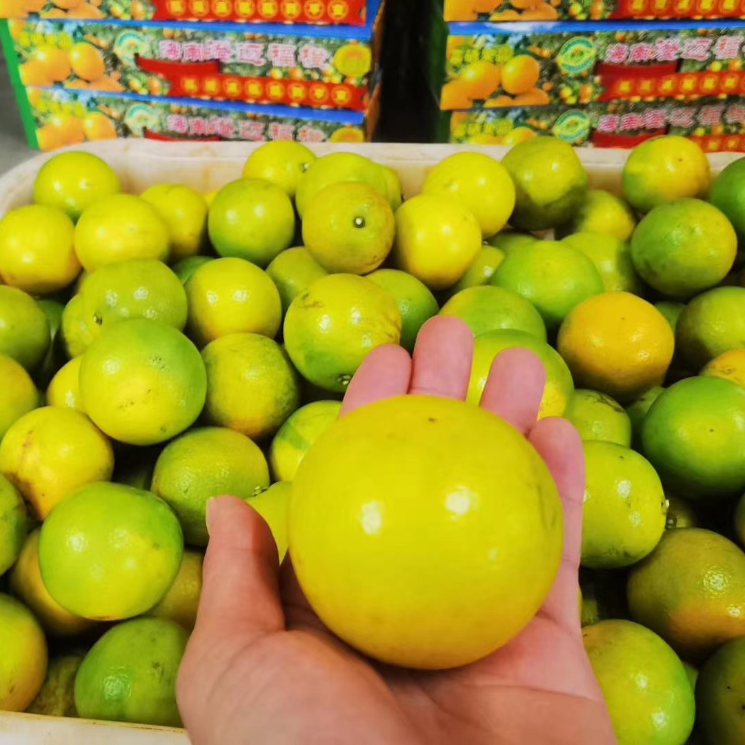 热带橙  海南热带水果   澄迈福橙  产地发货  中国十大