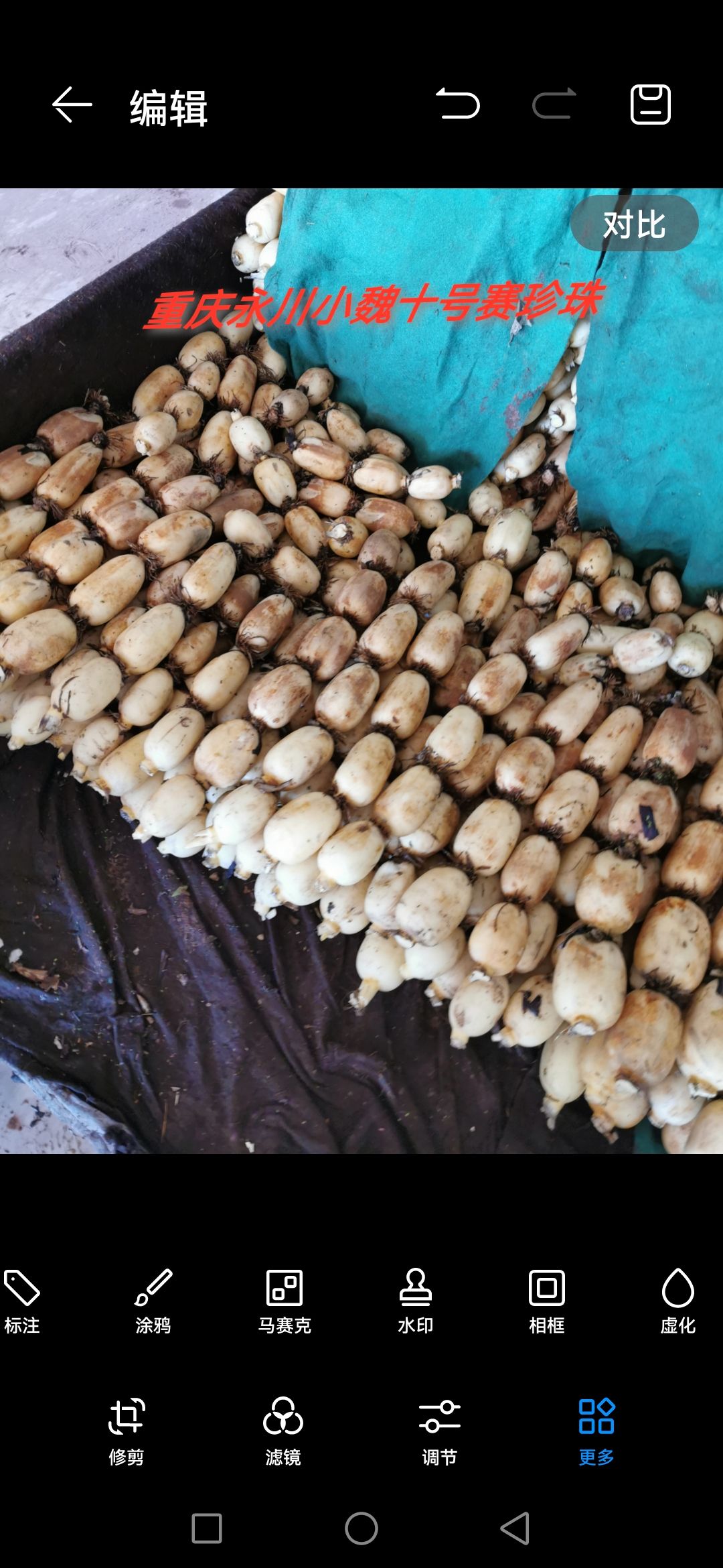 珍珠藕  十号赛珍珠早熟莲藕，二季藕种