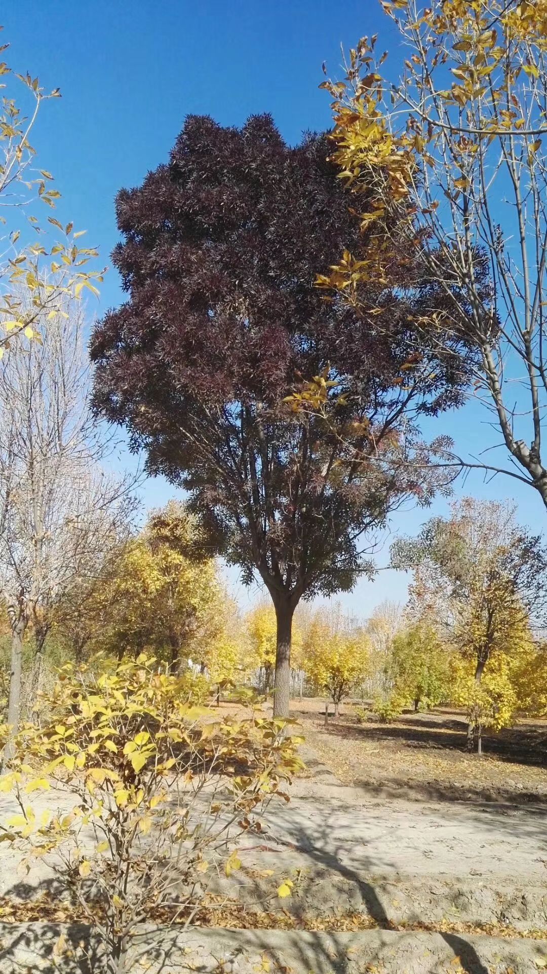 15公分秋紫白蜡