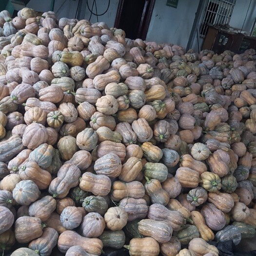 南阳 金香南瓜