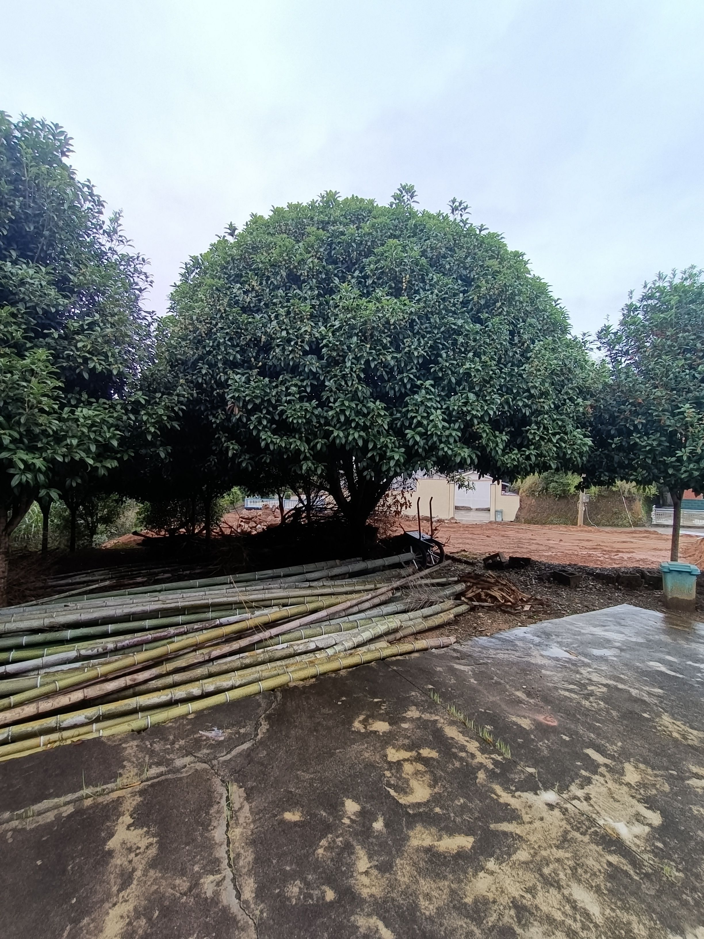 八月桂  精品婑分枝大桂花低价甩了