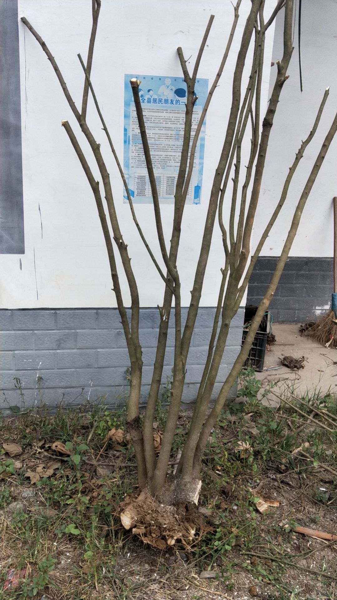 乌桕 0.5~1米 4公分以下 8~10公分 1米以下 裸根发货