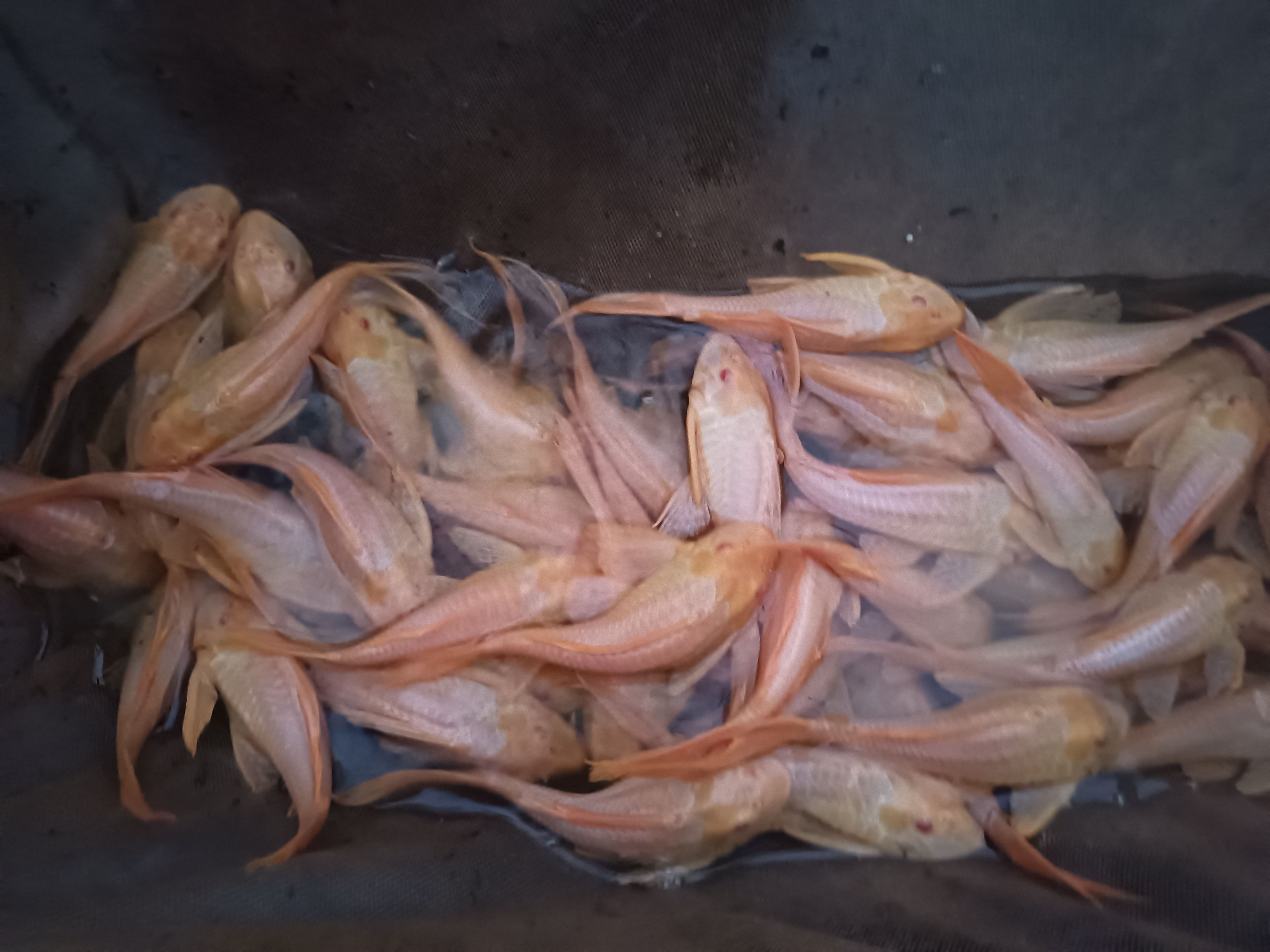 清道夫 红眼大帆女皇，尺寸：10-15CM   广东省内100尾起批