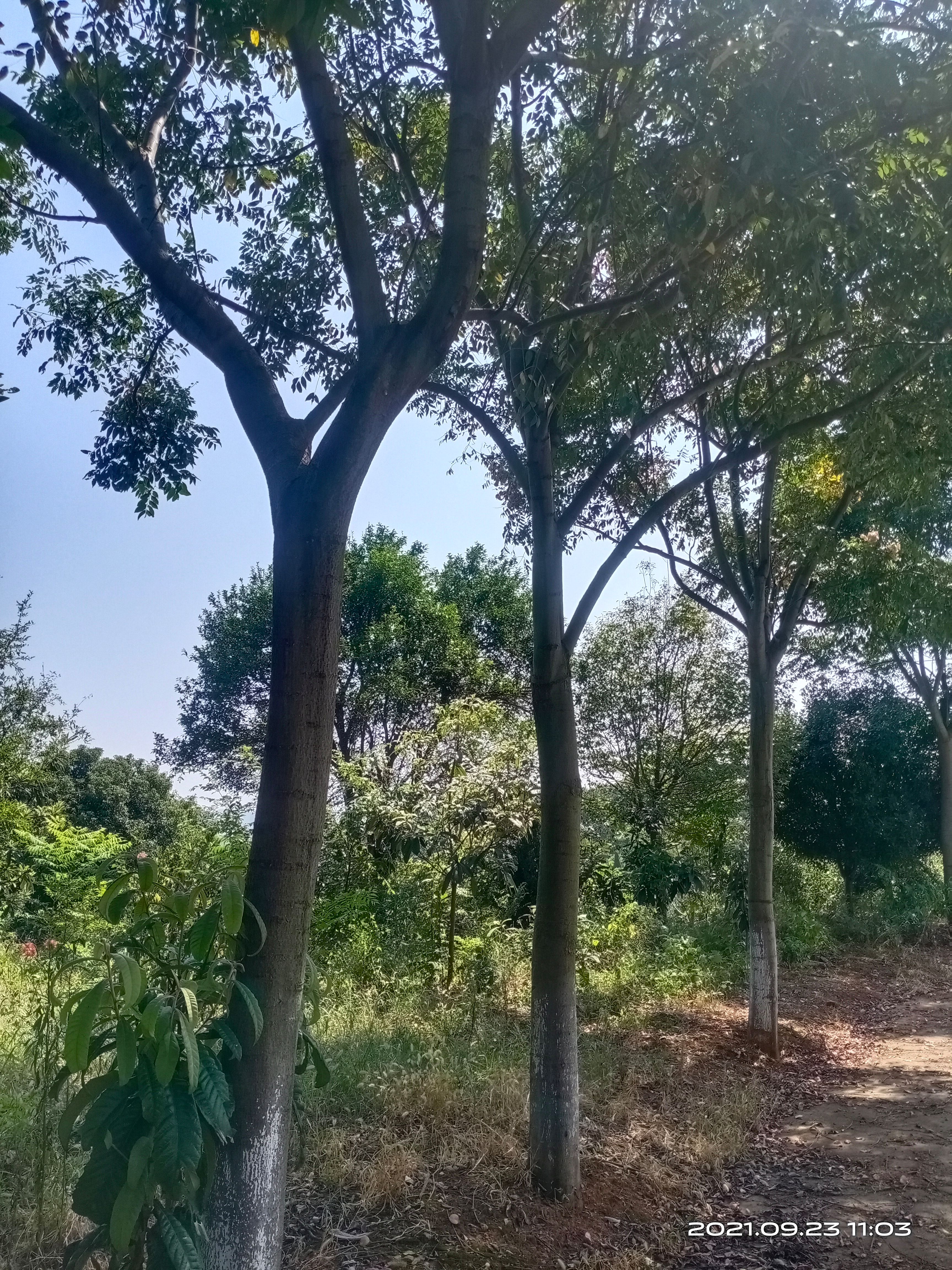 黄山栾树  栾树