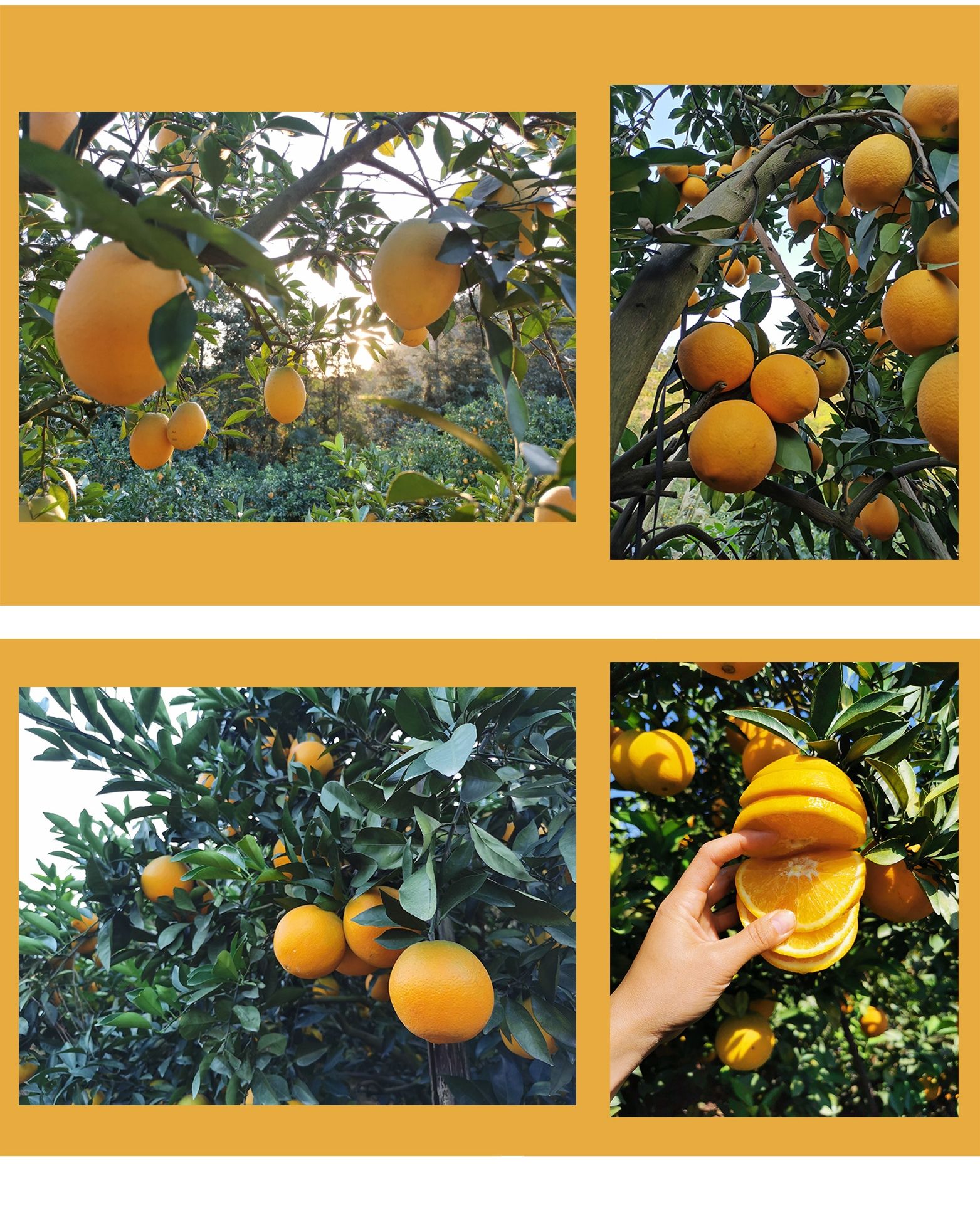 江西橙子京东包邮赣南脐橙新鲜采摘产地直发当季水果