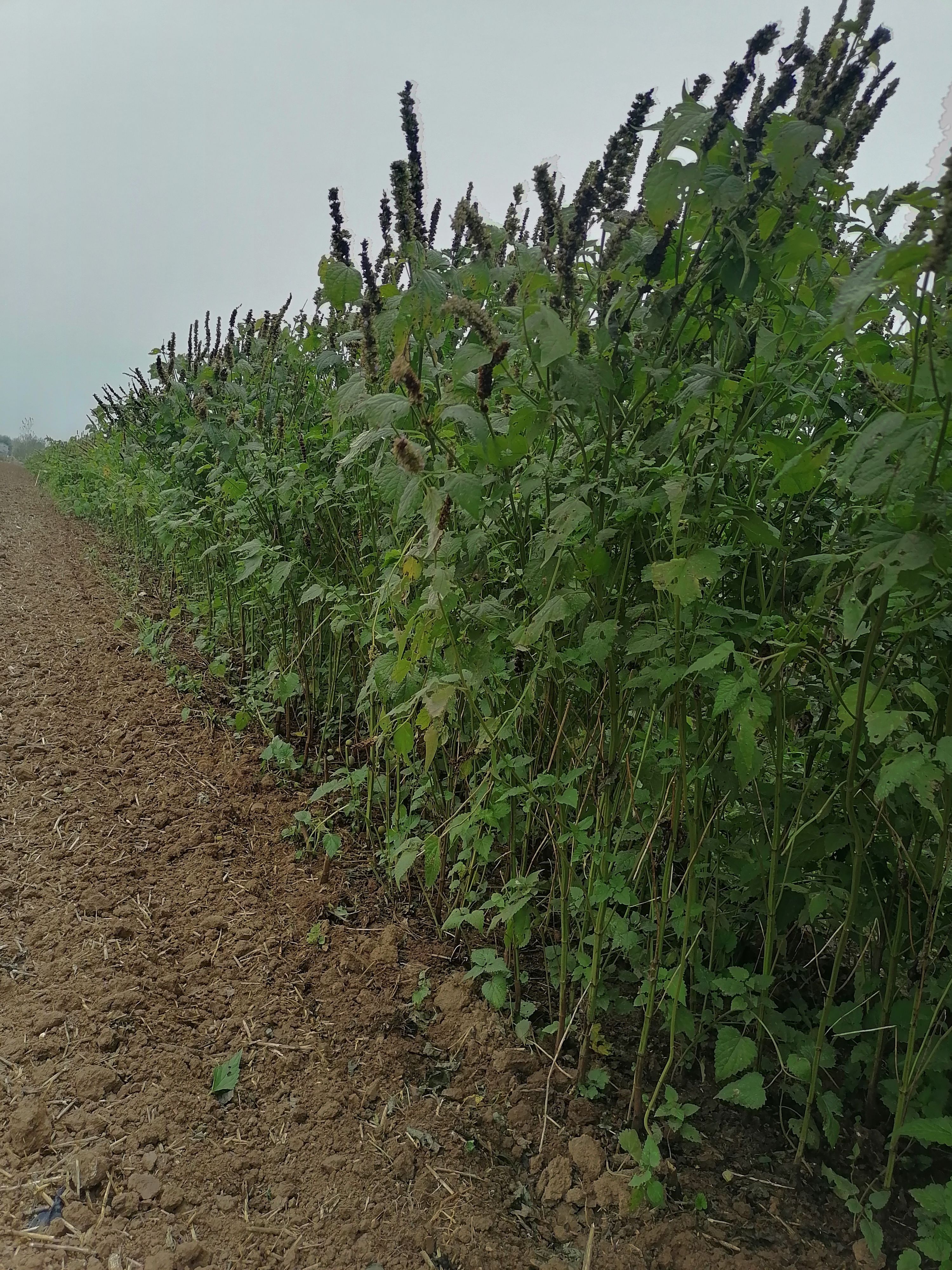  中药材 藿香 广藿香