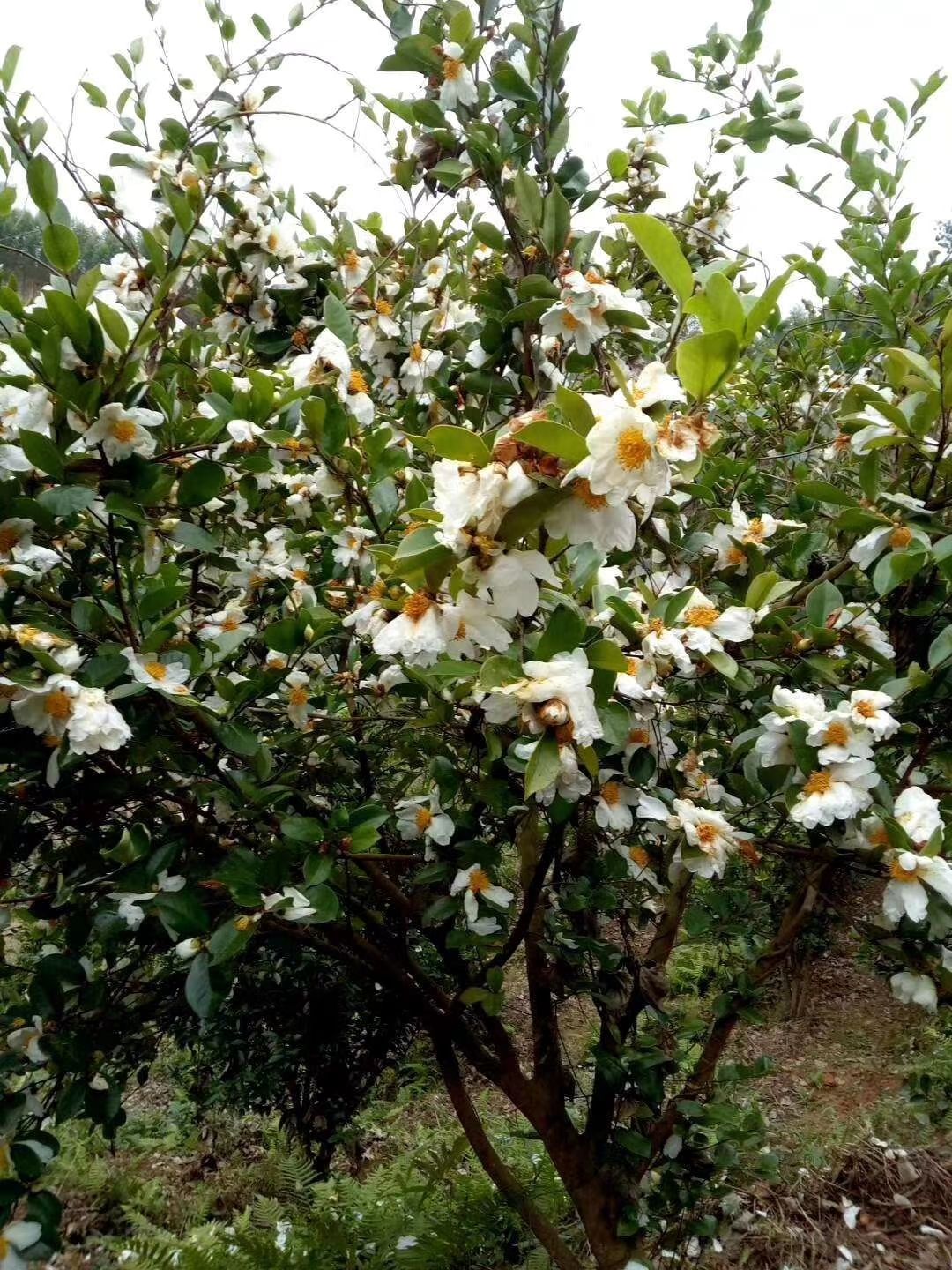 山茶籽 油茶生果，油率高……有收购老板欢迎来电。