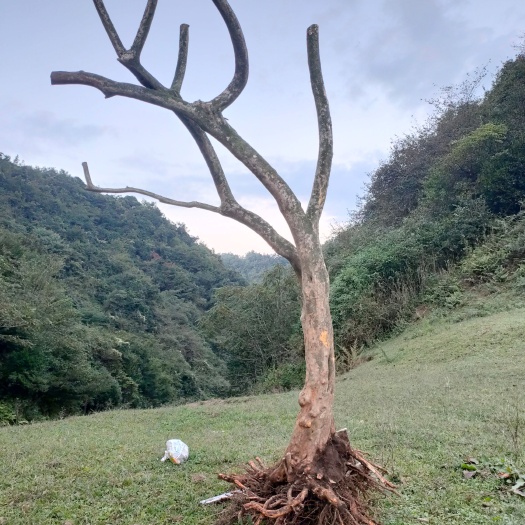 盘州市高山杜鹃 2.5~3米 20公分以上 20公分以上 2~3米 带土球发货 