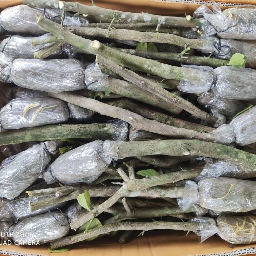 广州香水柠檬苗  香水柠檬树苗，广东无籽香水柠檬树苗，优质苗