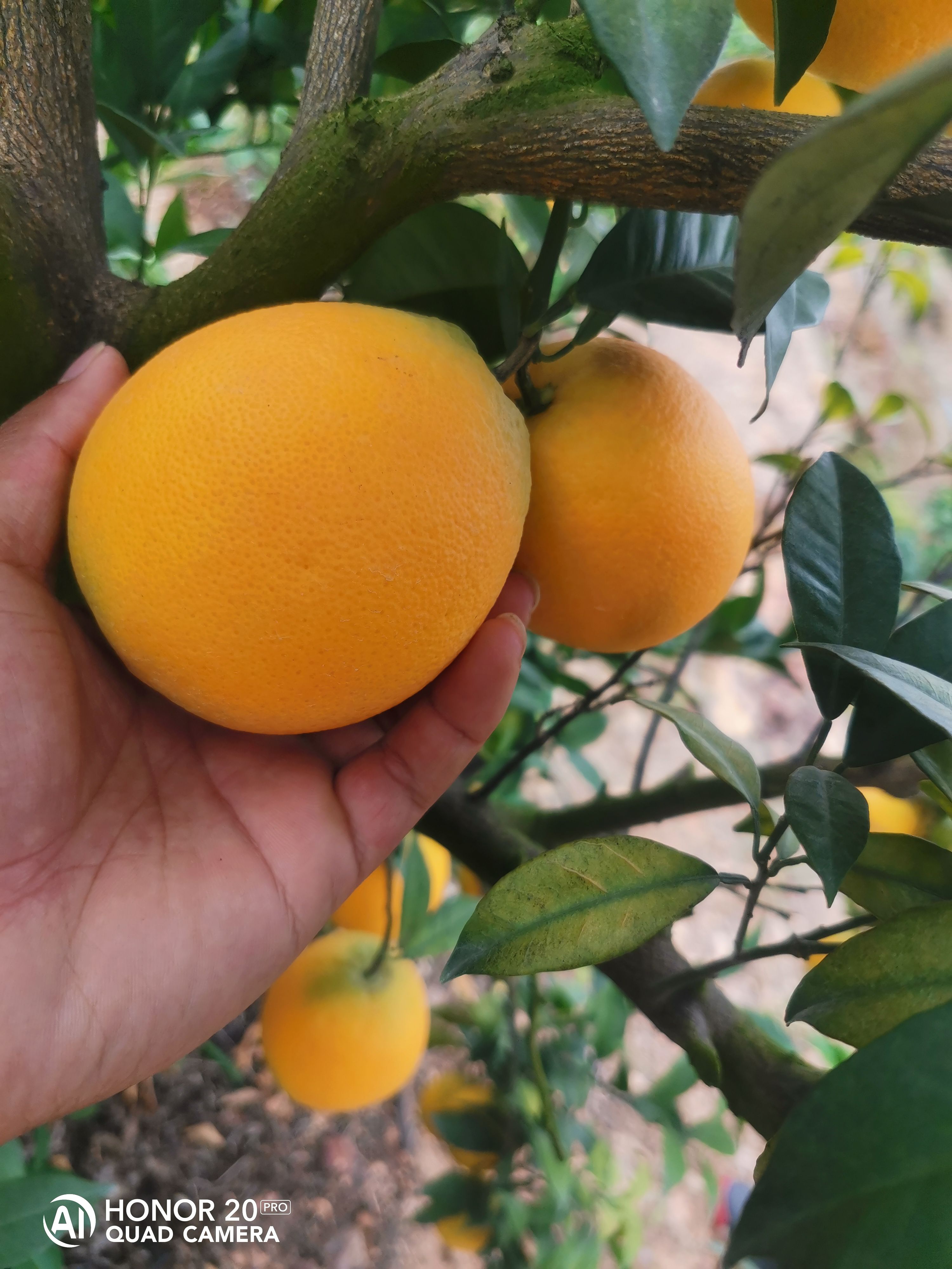 赣南脐橙98一箱二十斤包邮