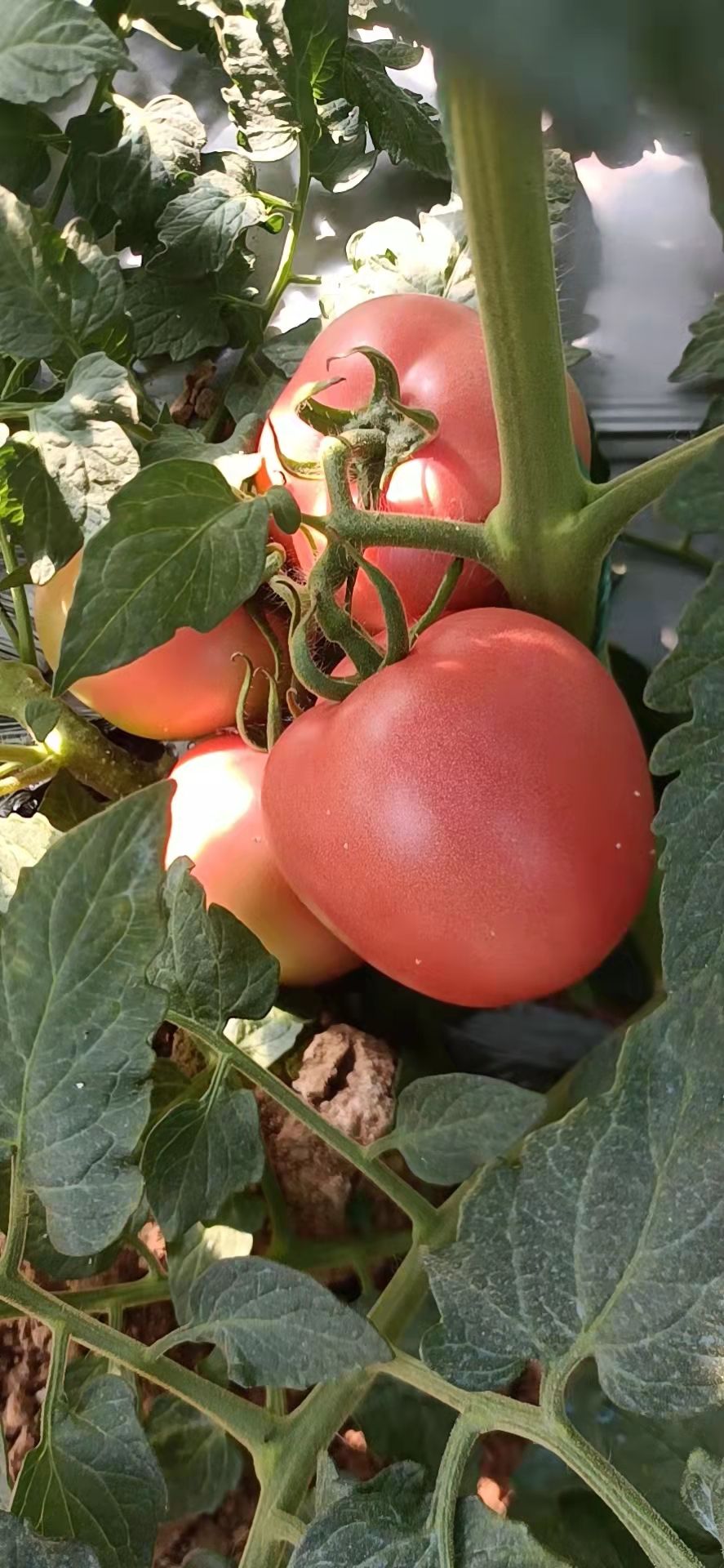 大红西红柿 精品西红柿