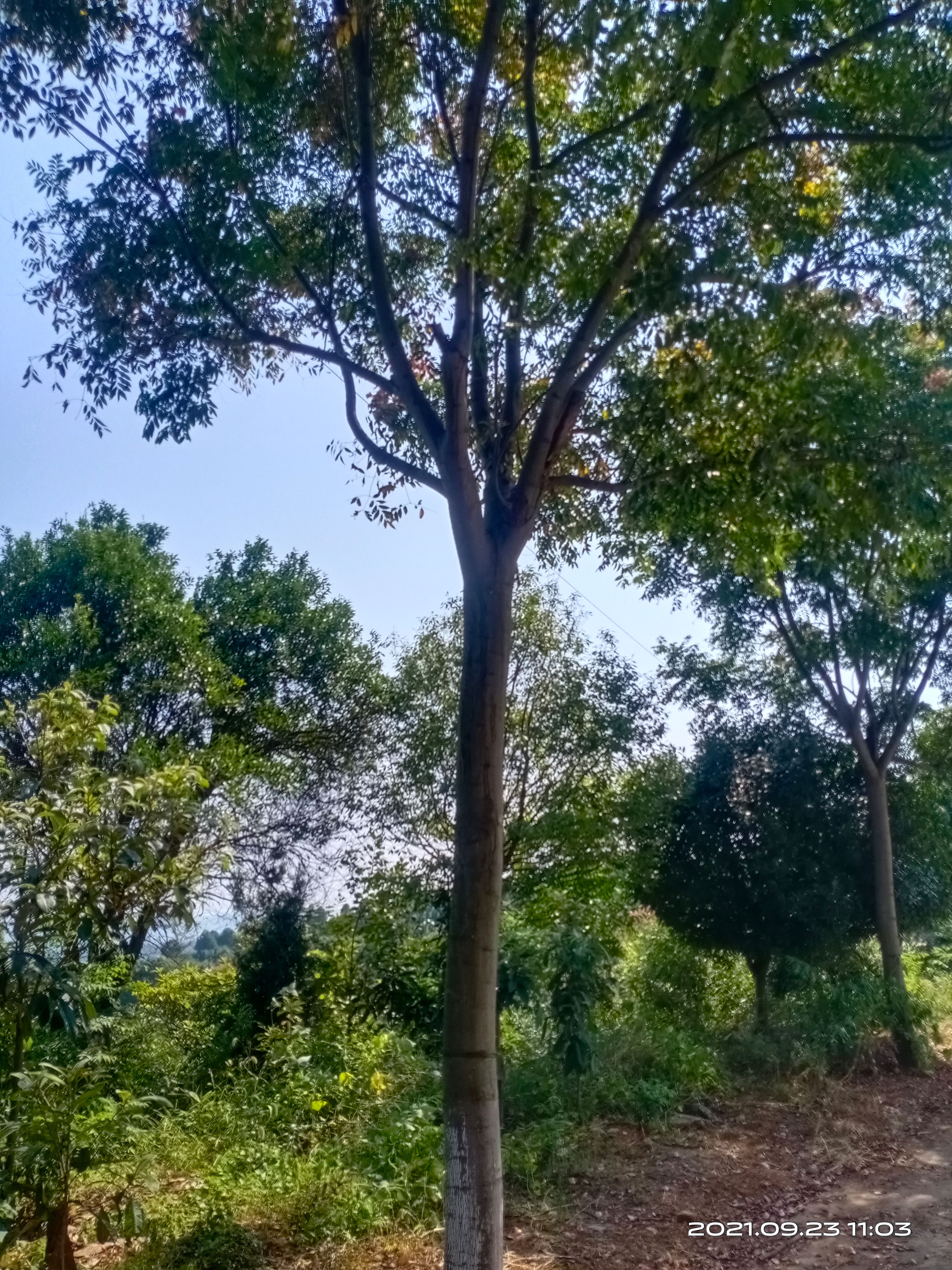 黄山栾树  栾树