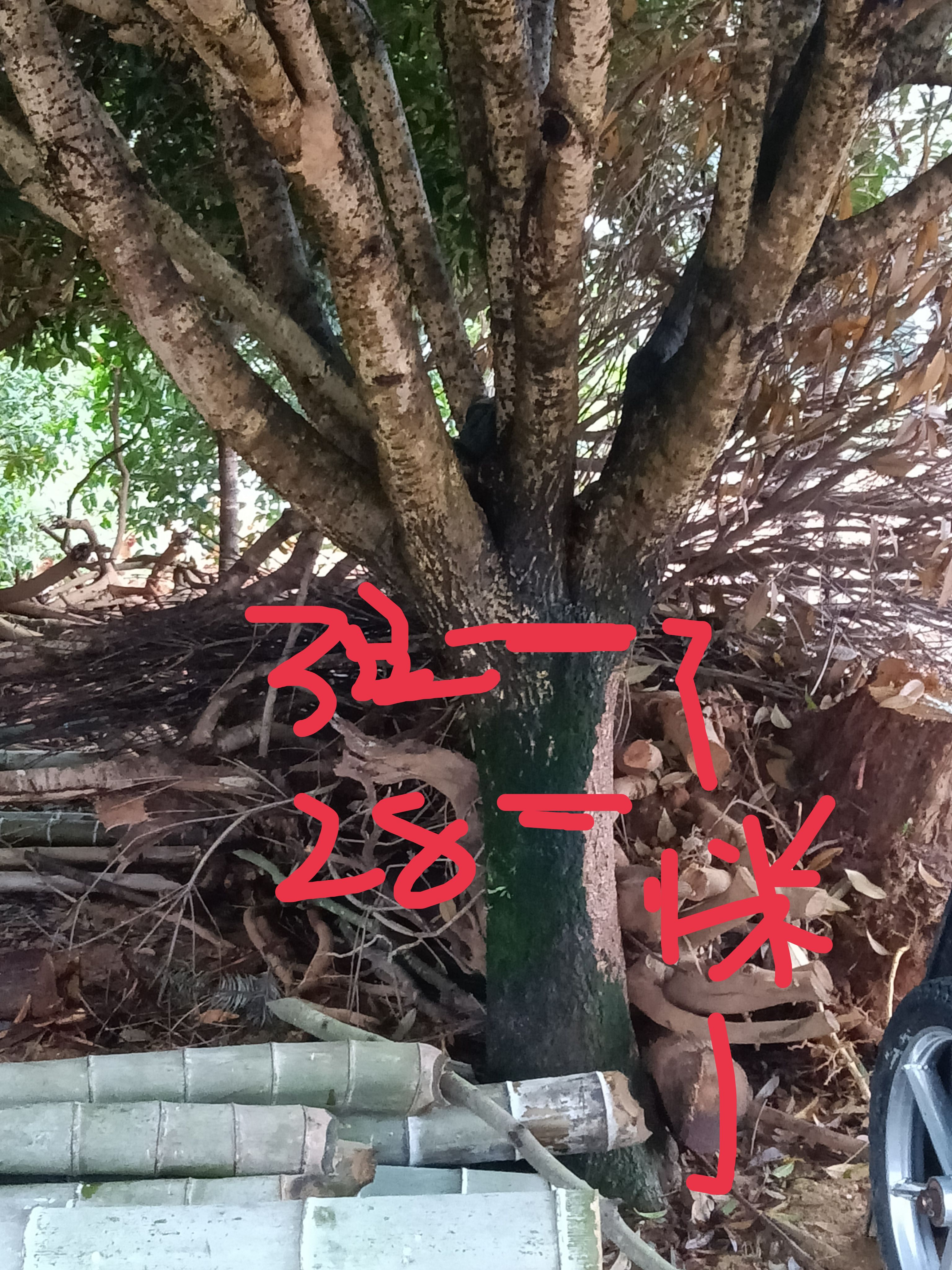 八月桂  精品婑分枝大桂花低价甩了