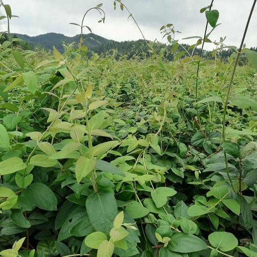  湘蕾5号金银花苗，易裁种易管理产量高