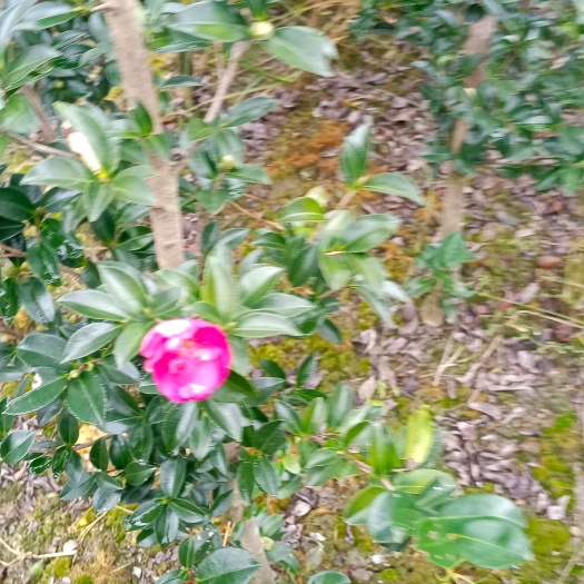 奉新县 茶梅