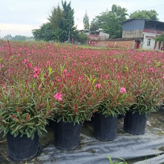 成都 山桃草  观赏植物山桃草宿根花卉