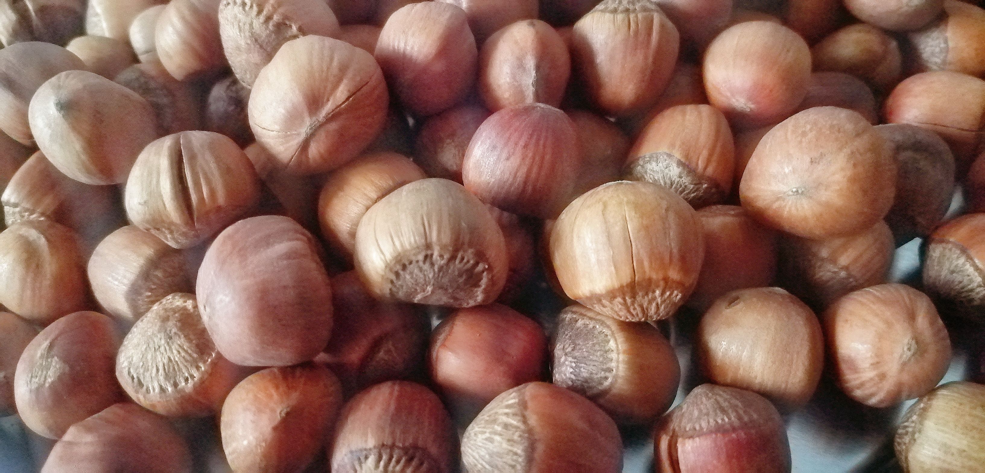 小兴安岭笨炒开口大榛子