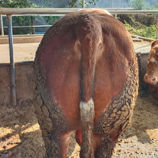 常年供应、育肥好公牛，无油出肉率高、手续齐全……