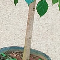 横州市菜豆树  基地直批绿宝树幸福树，树龄3～4年，单杆多杆。