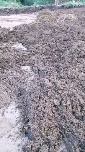 清远牛粪新鲜牛粪喂鱼蚯蚓