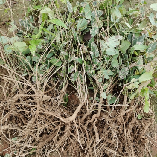 曹县八月瓜苗  八月瓜种苗基地 紫宝八月炸苗 香蜜果苗