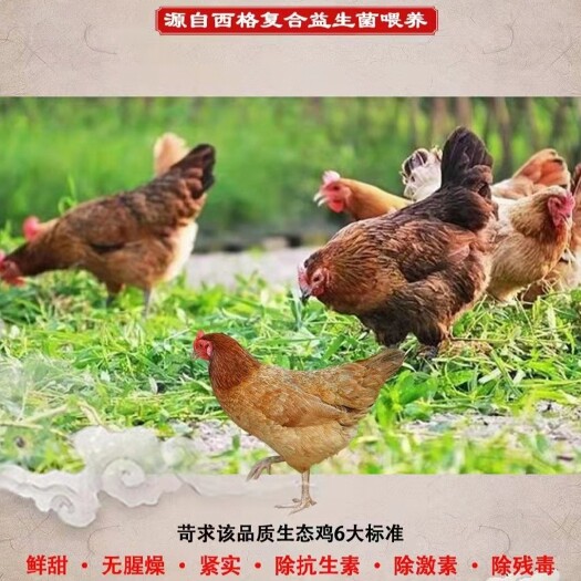 南宁一口低价15元一斤的土鸡