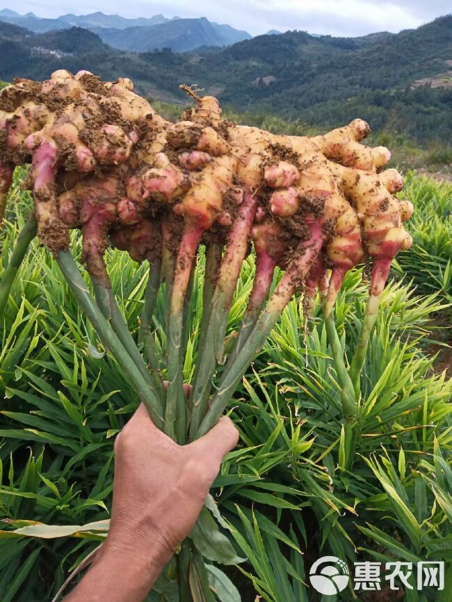 聚谷氨酸微生物菌剂豆粕肉粉15%聚谷氨酸10%有效活性菌5亿