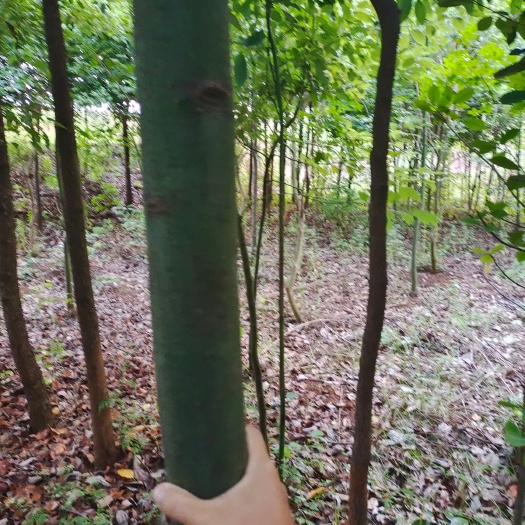 淅川县 香樟树6-12cm