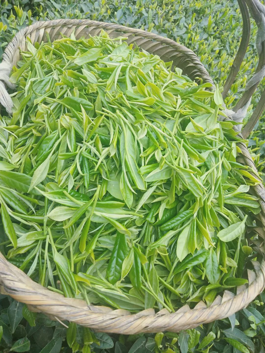 毛峰茶 凤冈锌硒茶