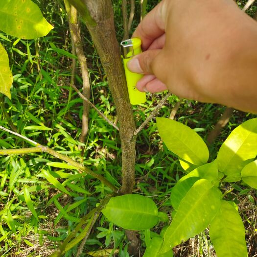 武胜县红心柚苗 大量出售红心柚嫁接大杯苗