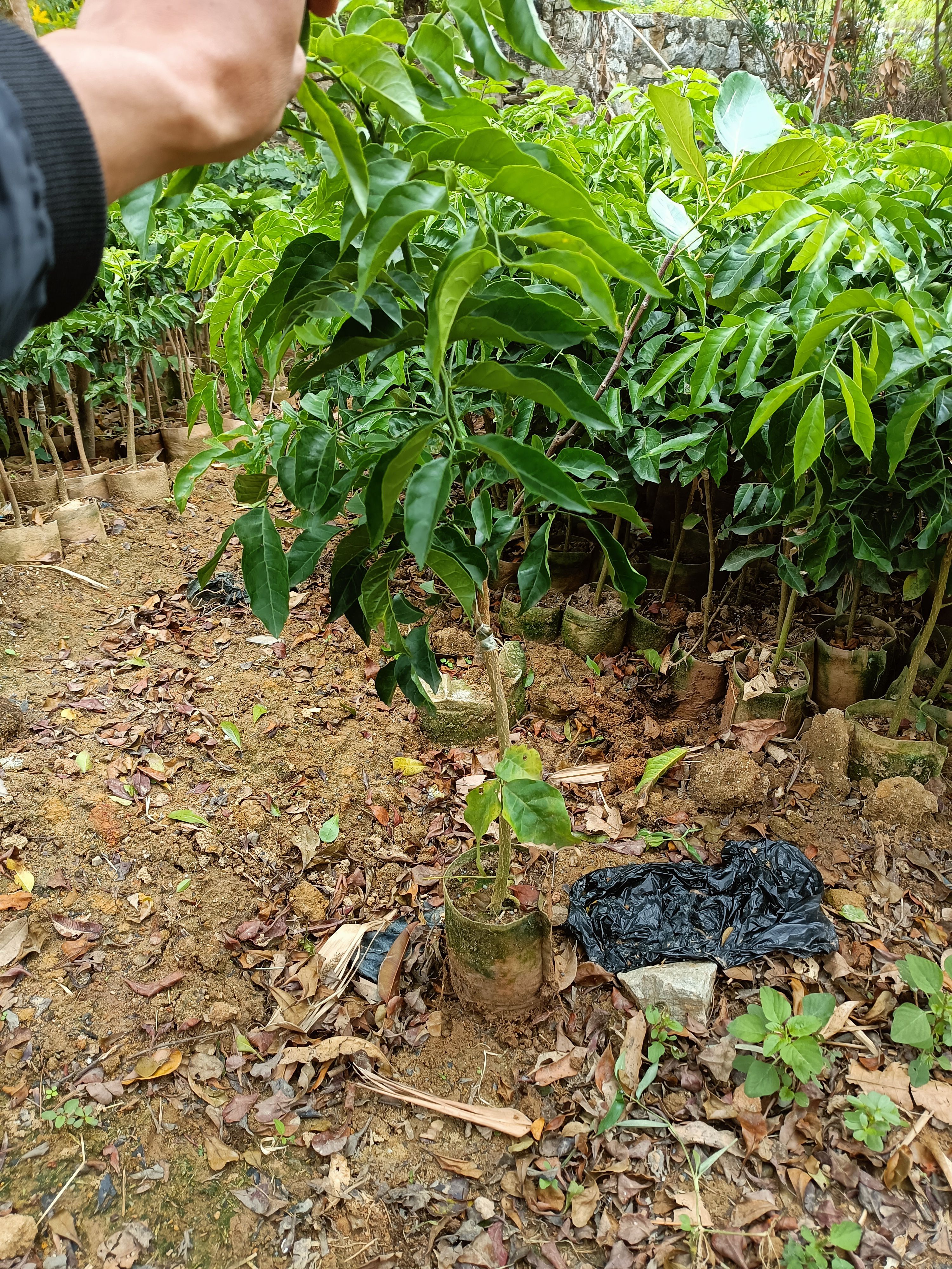 正宗黑黄皮果苗，根须发达，现挖现发，货源充足