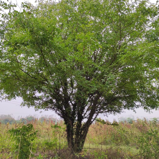 邓州市大刺皂角树 5米以上 10~12公分 14~16公分 3米以