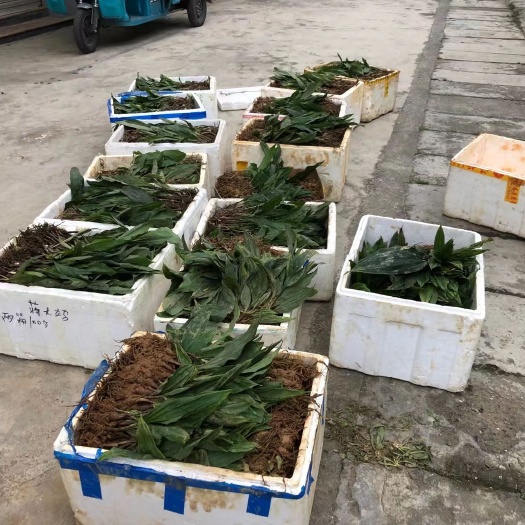 文山市山慈菇种苗  毛慈姑苗