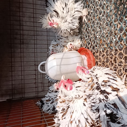 嘉祥县翻毛鸡苗 双冠三花翻毛