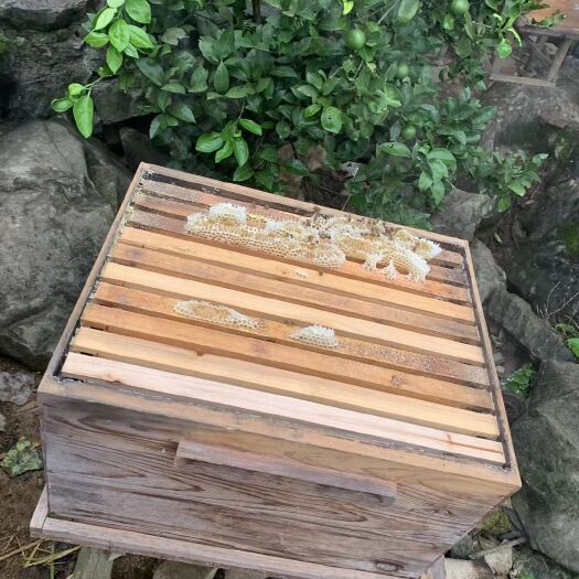 永州百花蜜 土冬蜜