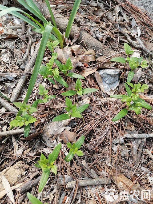 对节白蜡苗对接白蜡苗