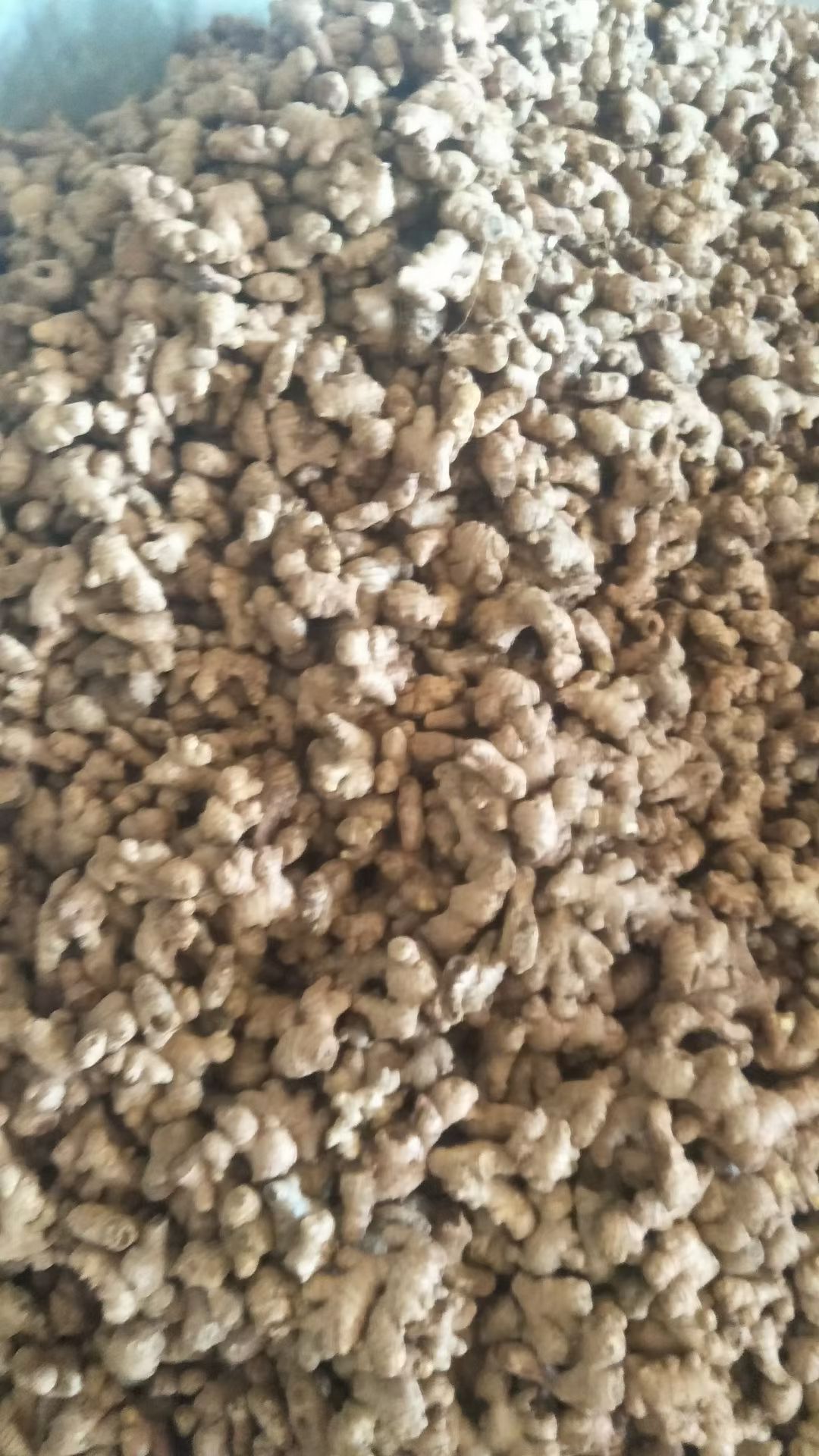 贵州二黄姜母，大量上市